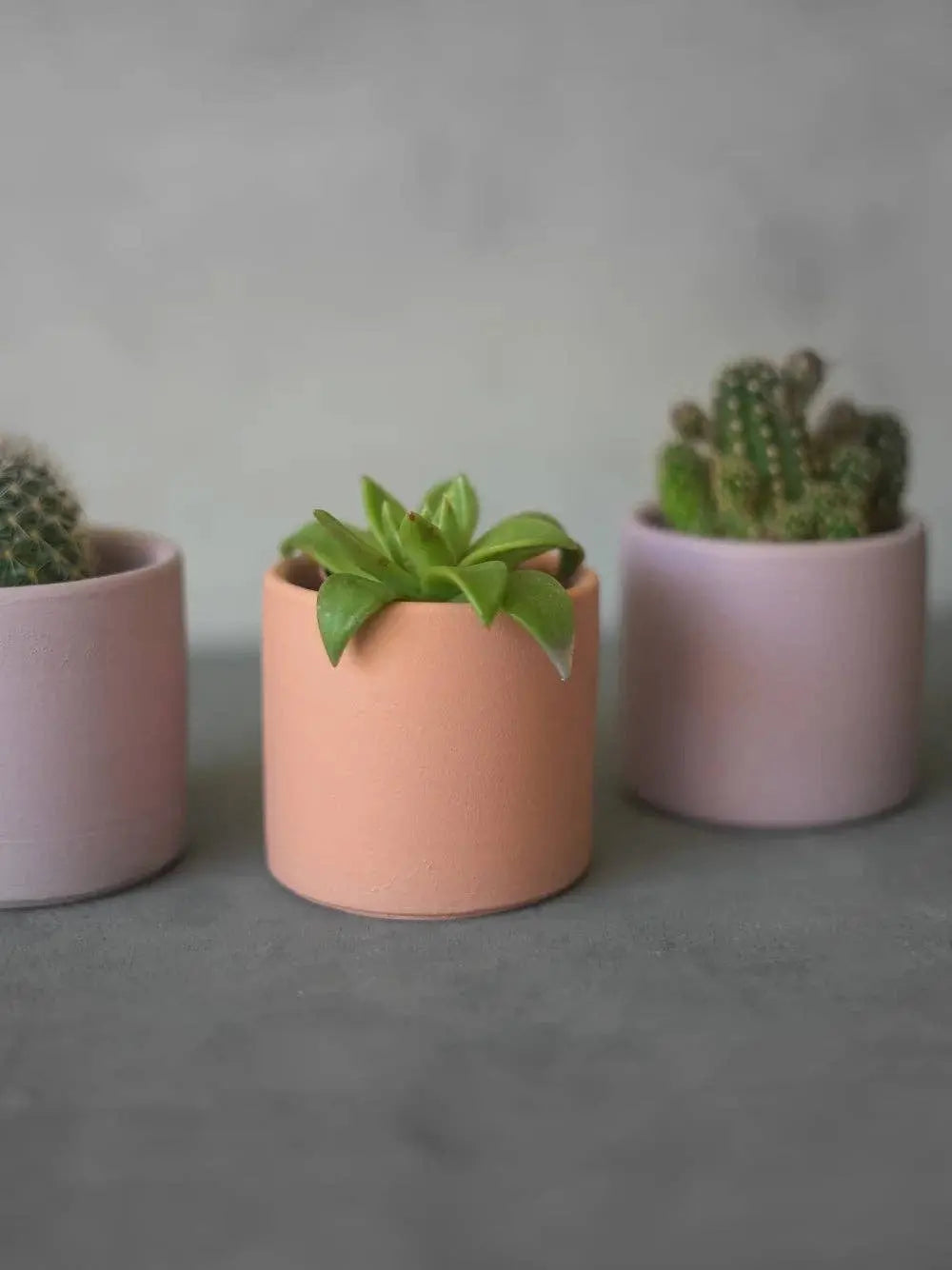 Petits pots pour cactus "Smooth" Portugal